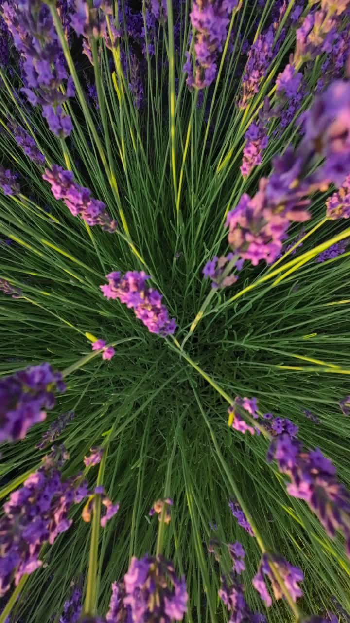 夏天早晨薰衣草丛的特写。垂直视频视频下载