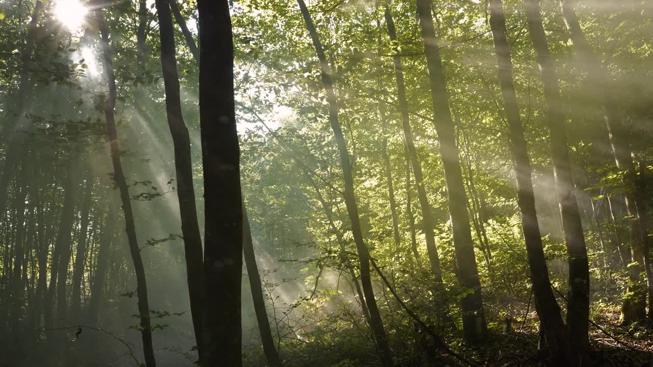 镜头光晕:柔和的阳光透过绿色山毛榉树的厚厚的树冠视频素材