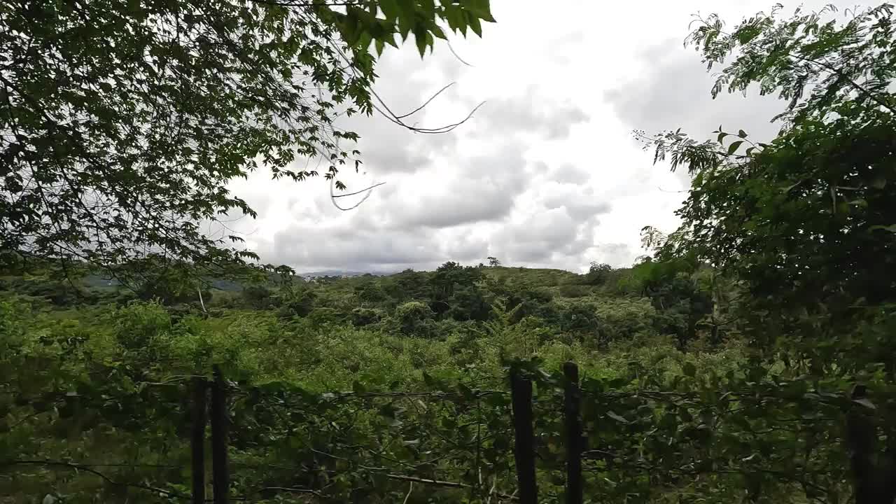 在波多黎各el yunque雨林的道路上骑行(雨林中郁郁葱葱的绿色和山脉的丛林景观)，路过树木，植物绿色自然，驾驶交通工具旅游视频下载