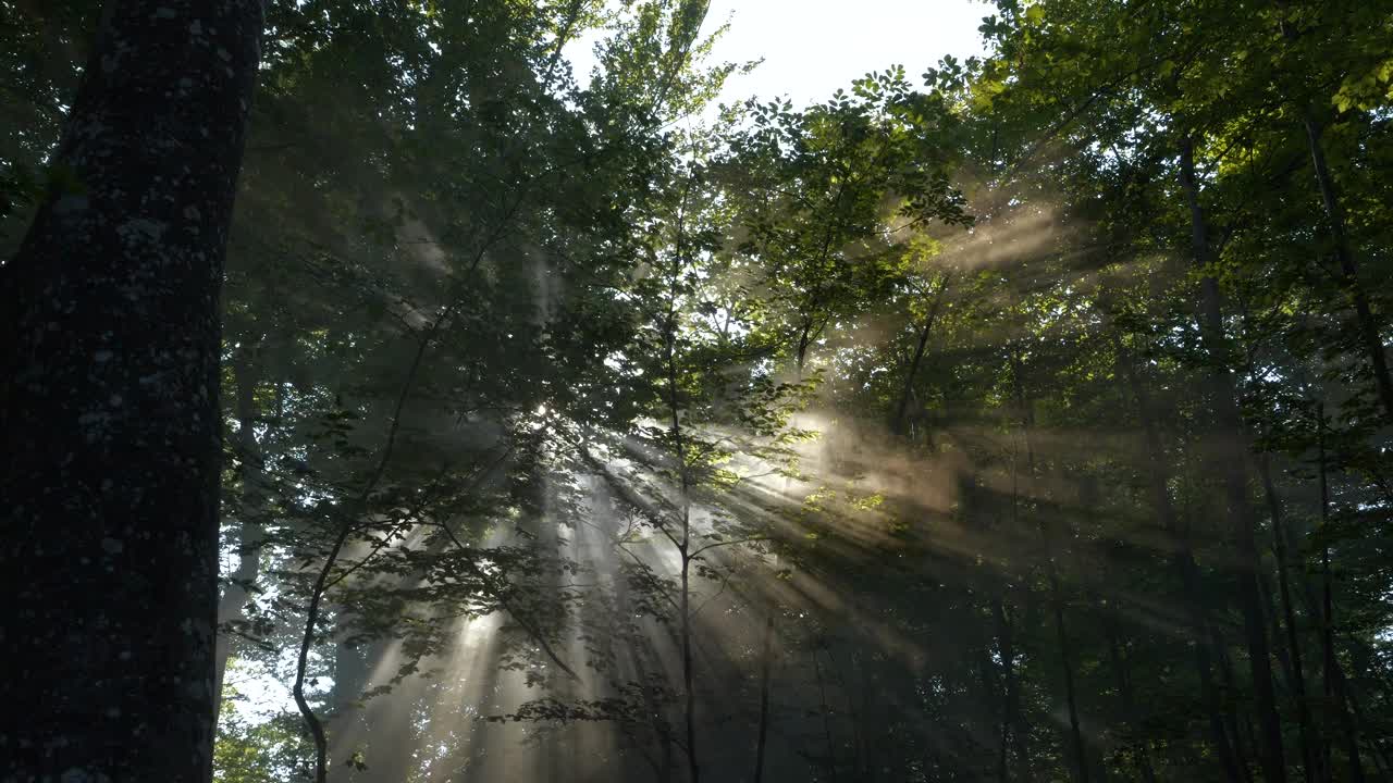 镜头光晕:阳光透过山毛榉树的树梢，在森林中投射出光芒视频素材