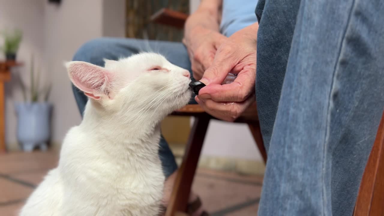 一位老人正在给一只猫送一颗贾比提卡巴水果视频下载