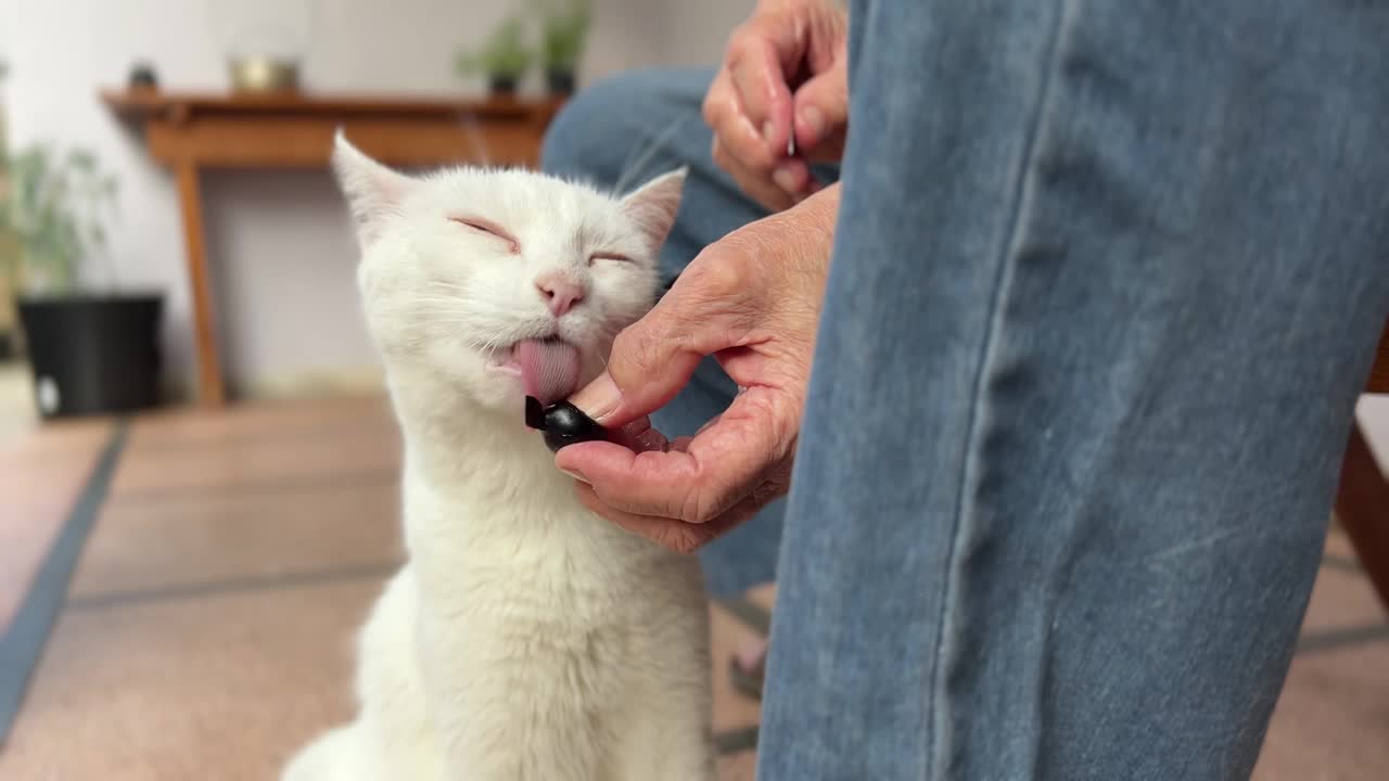 一位老人正在给一只猫送一颗贾比提卡巴水果视频素材