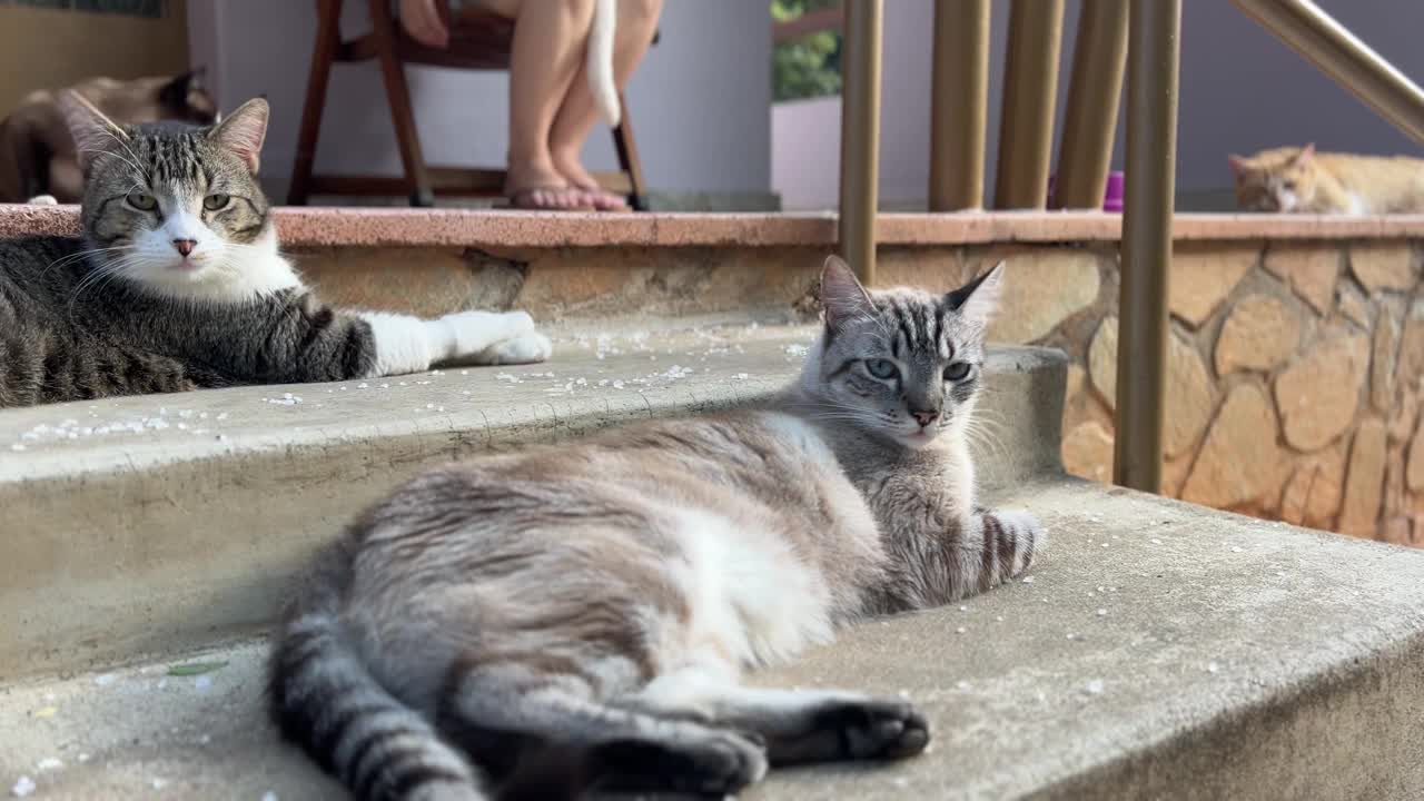 一位中年妇女和她的猫站在房子的阳台上视频素材