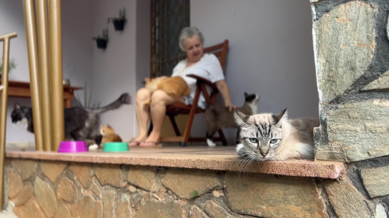 一位中年妇女和她的猫站在房子的阳台上视频下载