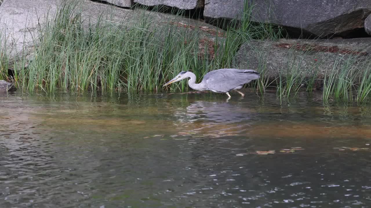 鹭钓鱼视频素材