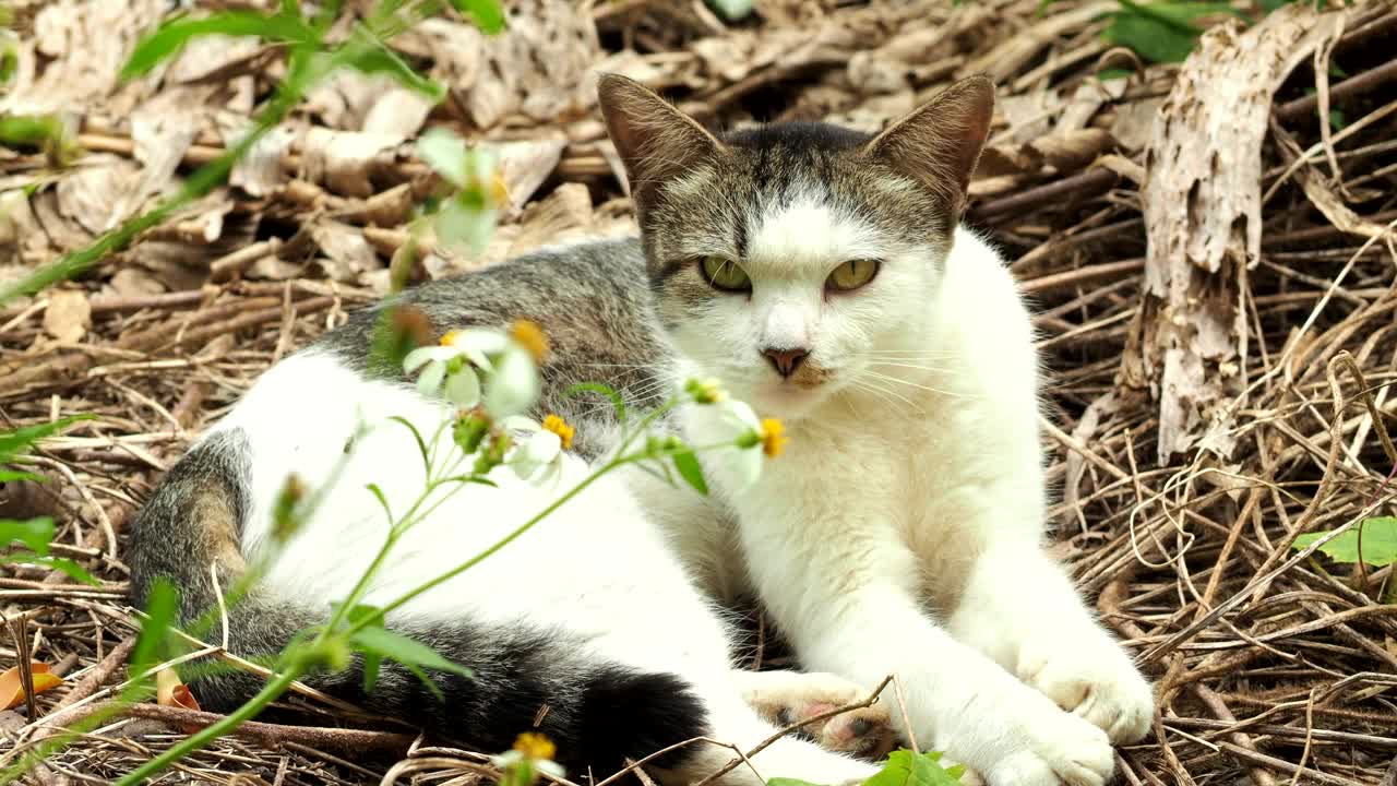 一只流浪猫躺在草地上视频下载