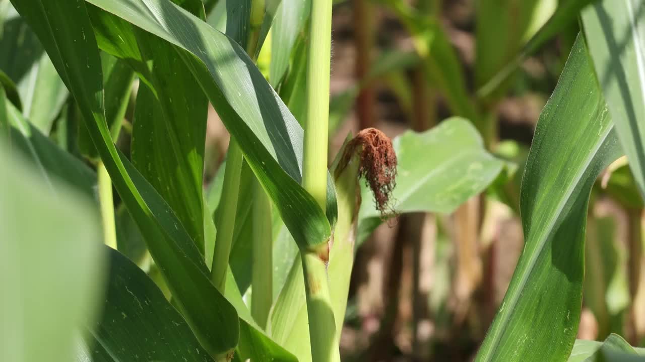 玉米种植园田地里的玉米芯特写。视频素材