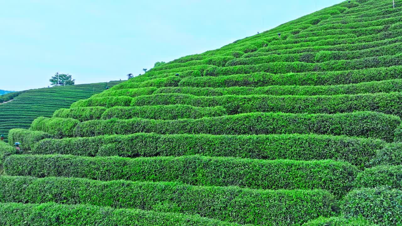 绿茶种植园航拍照片视频下载