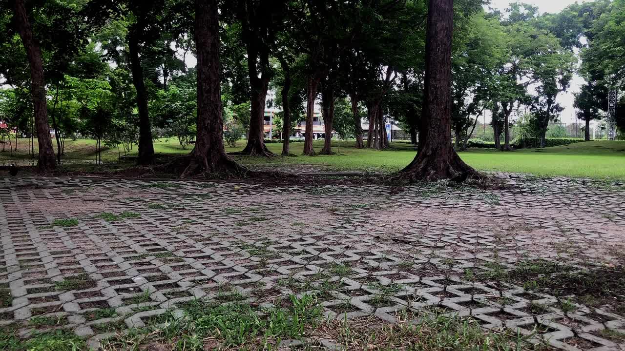 一条砖砌小路蜿蜒穿过郁郁葱葱的公园。视频下载