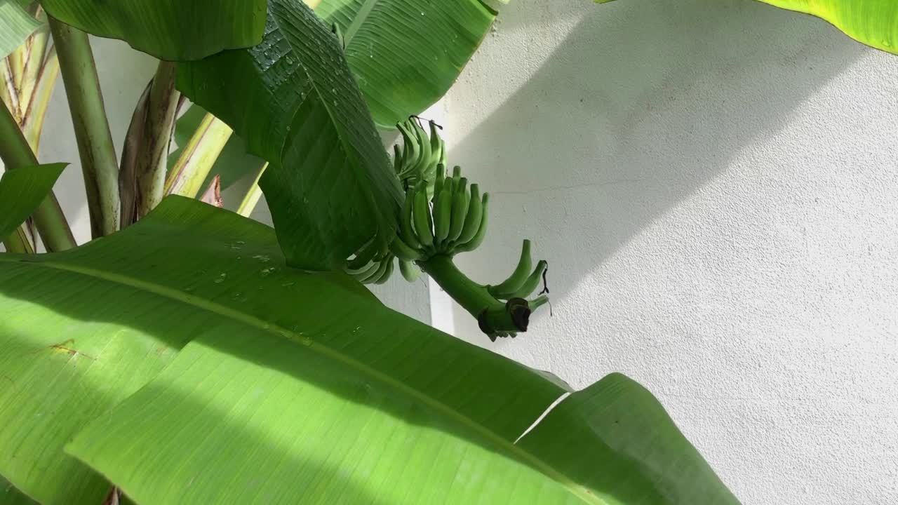 又大又绿的芭蕉叶为一串正在生长的小香蕉遮阴。视频下载