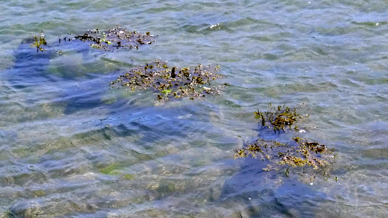 这段视频展示了浅水中的海藻。海水清澈荡漾，可以看到部分海底。视频下载