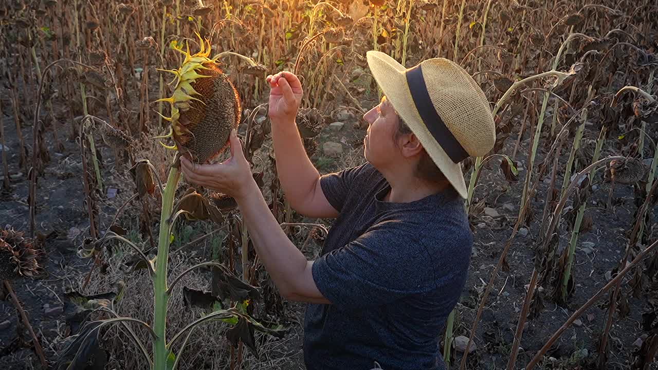 一位女农民在晒干的向日葵地里检查她的庄稼。视频下载