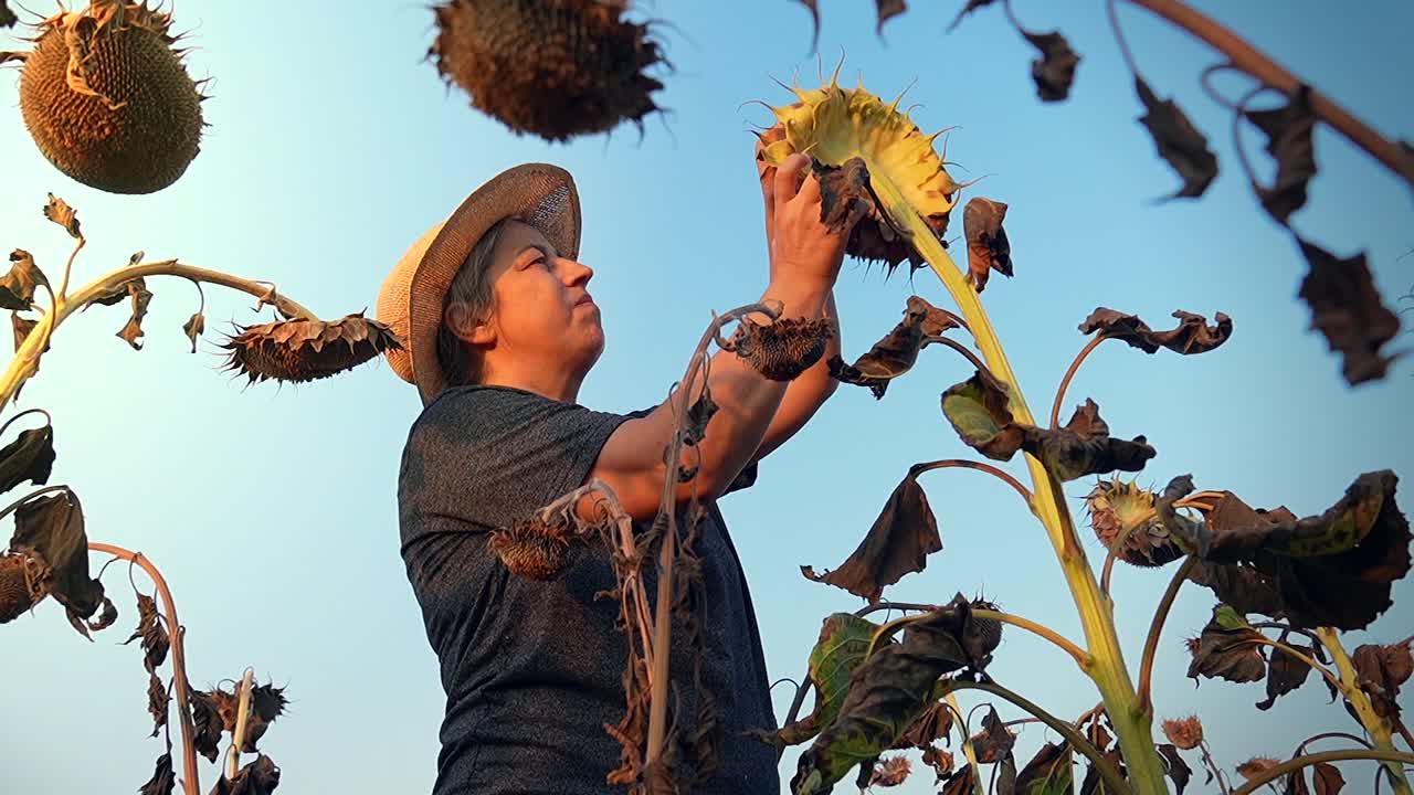 一位女农民在晒干的向日葵地里检查她的庄稼。视频下载