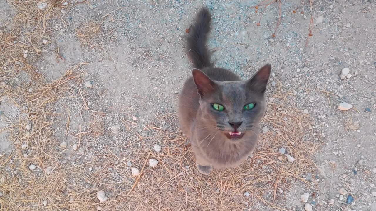 等待食物的灰色流浪猫视频下载