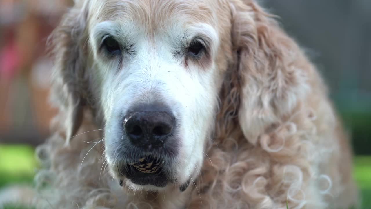 一只拉布拉多猎犬嘴里衔着一个肿块，背景是没有聚焦的树木和天空。狗在玩一个大包视频下载