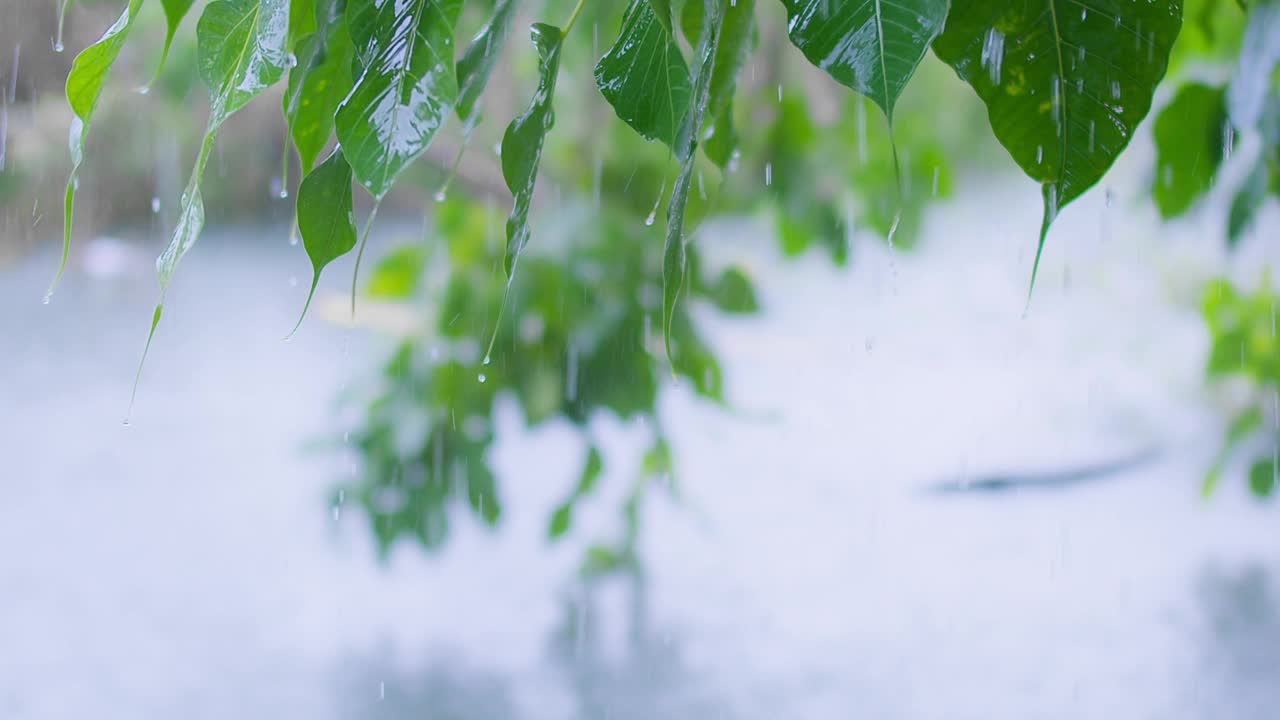 雨天的绿叶和雨滴特写，自然背景，清新的树叶和水滴，宁静的户外场景，在郁郁葱葱的绿色环境中捕捉降雨之美视频下载