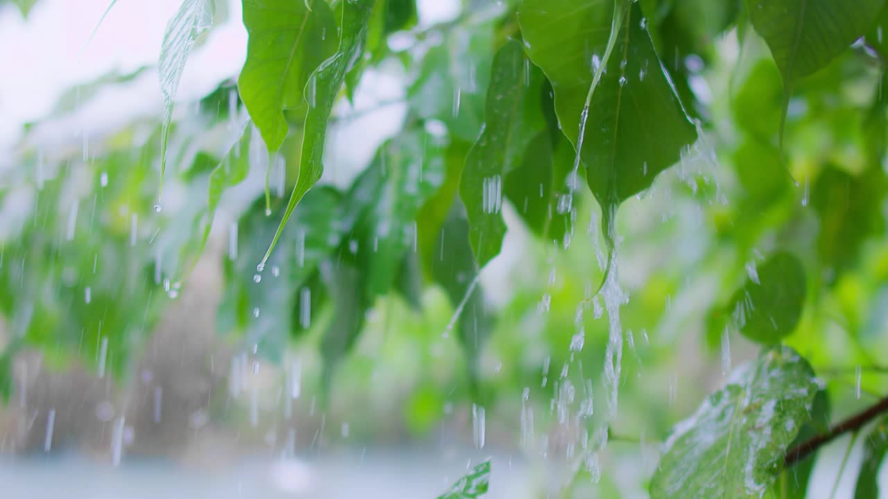 雨天的绿叶和雨滴特写，自然背景，清新的树叶和水滴，宁静的户外场景，在郁郁葱葱的绿色环境中捕捉降雨之美视频下载