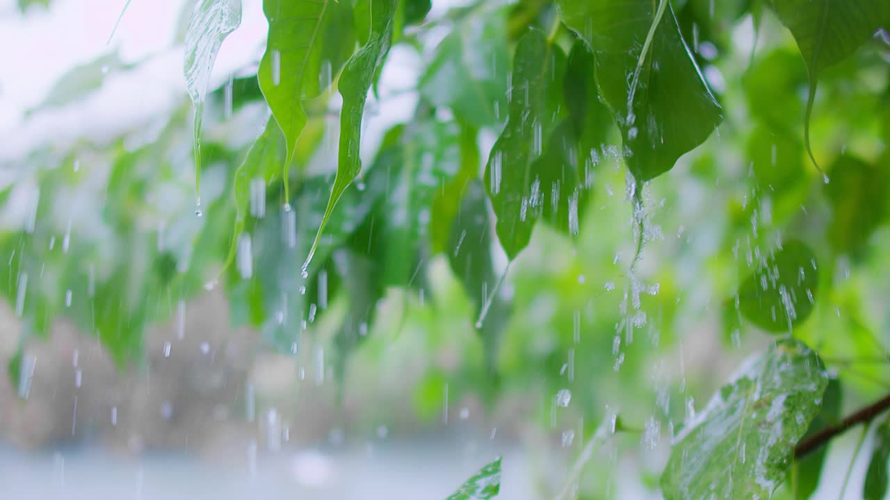 雨天的绿叶和雨滴特写，自然背景，清新的树叶和水滴，宁静的户外场景，在郁郁葱葱的绿色环境中捕捉降雨之美视频素材