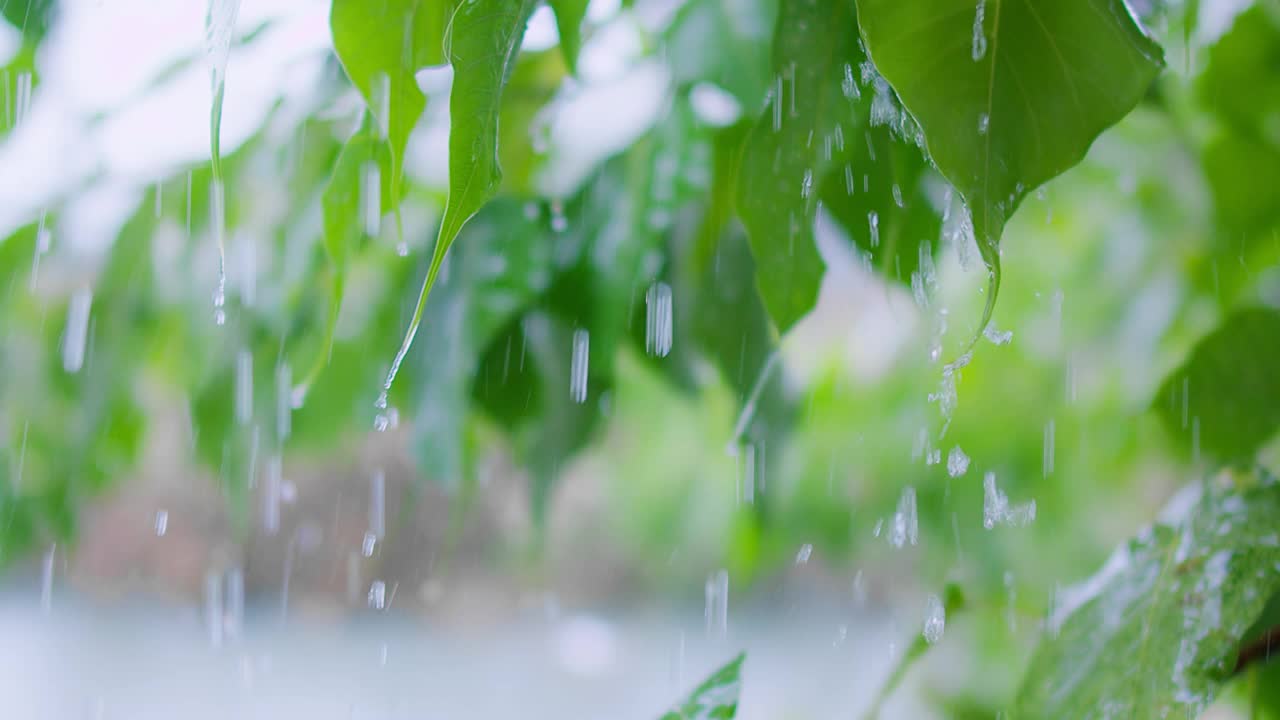 雨天的绿叶和雨滴特写，自然背景，清新的树叶和水滴，宁静的户外场景，在郁郁葱葱的绿色环境中捕捉降雨之美视频素材