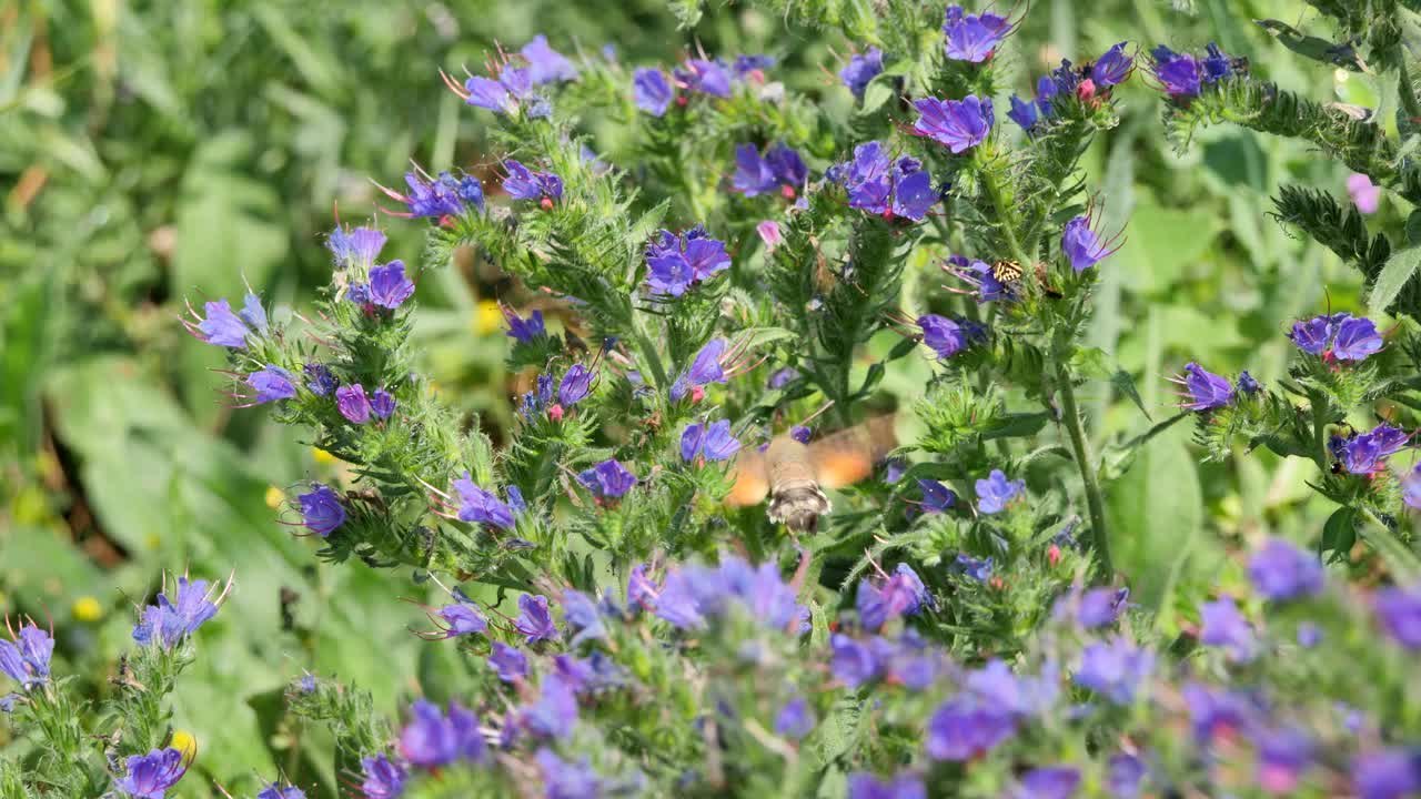 蜂鸟蛾(学名:Macroglossum stellatarum)视频下载