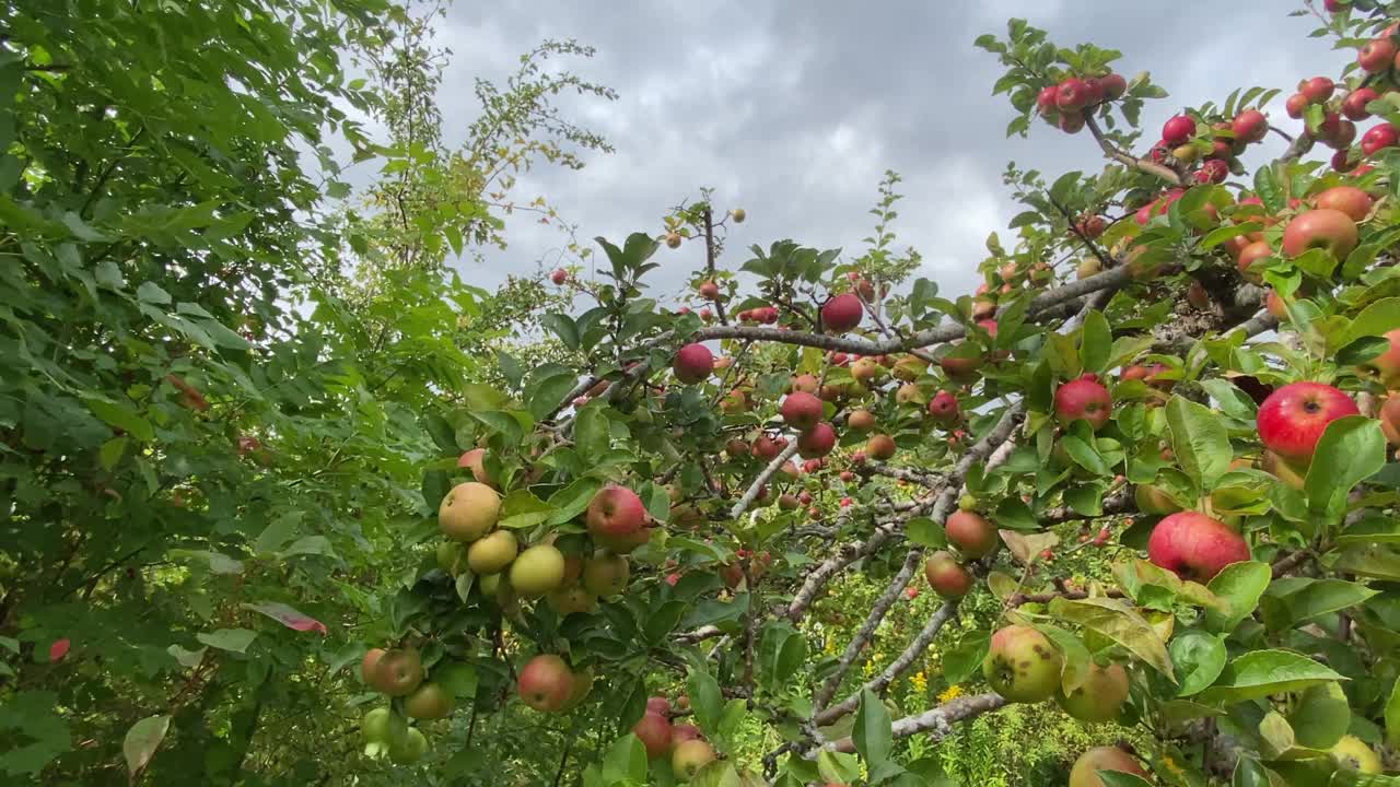 等待收获的苹果视频素材