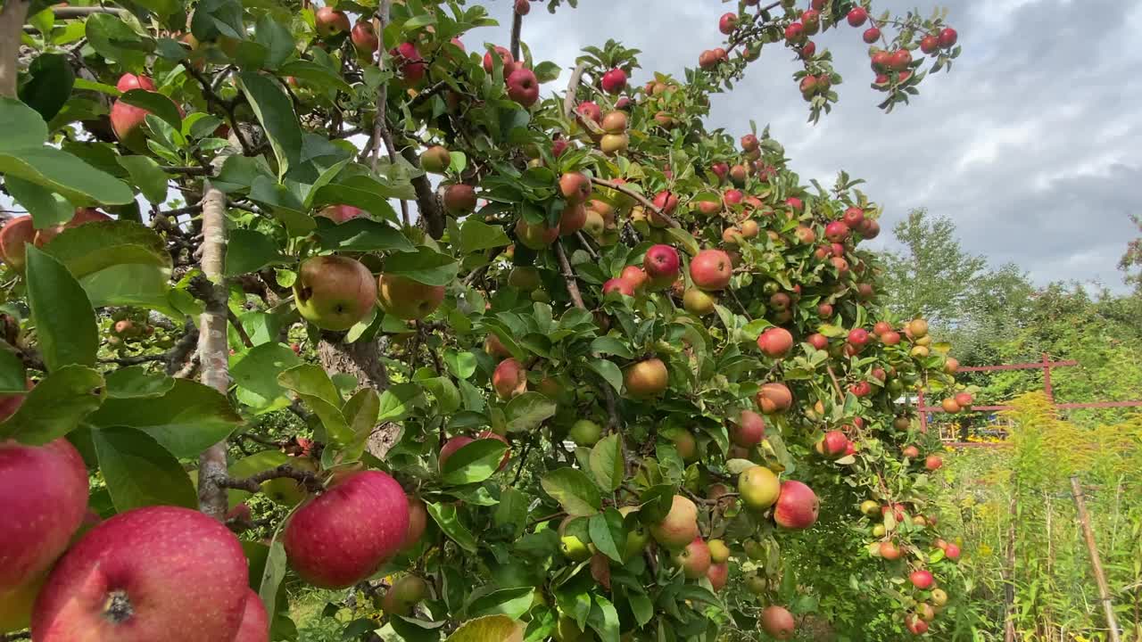 等待收获的苹果视频下载