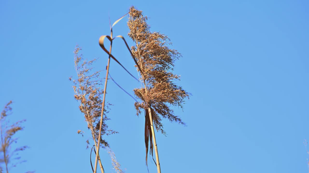 美丽的抽象背景视图与浅景深芦苇草吹在春天视频素材