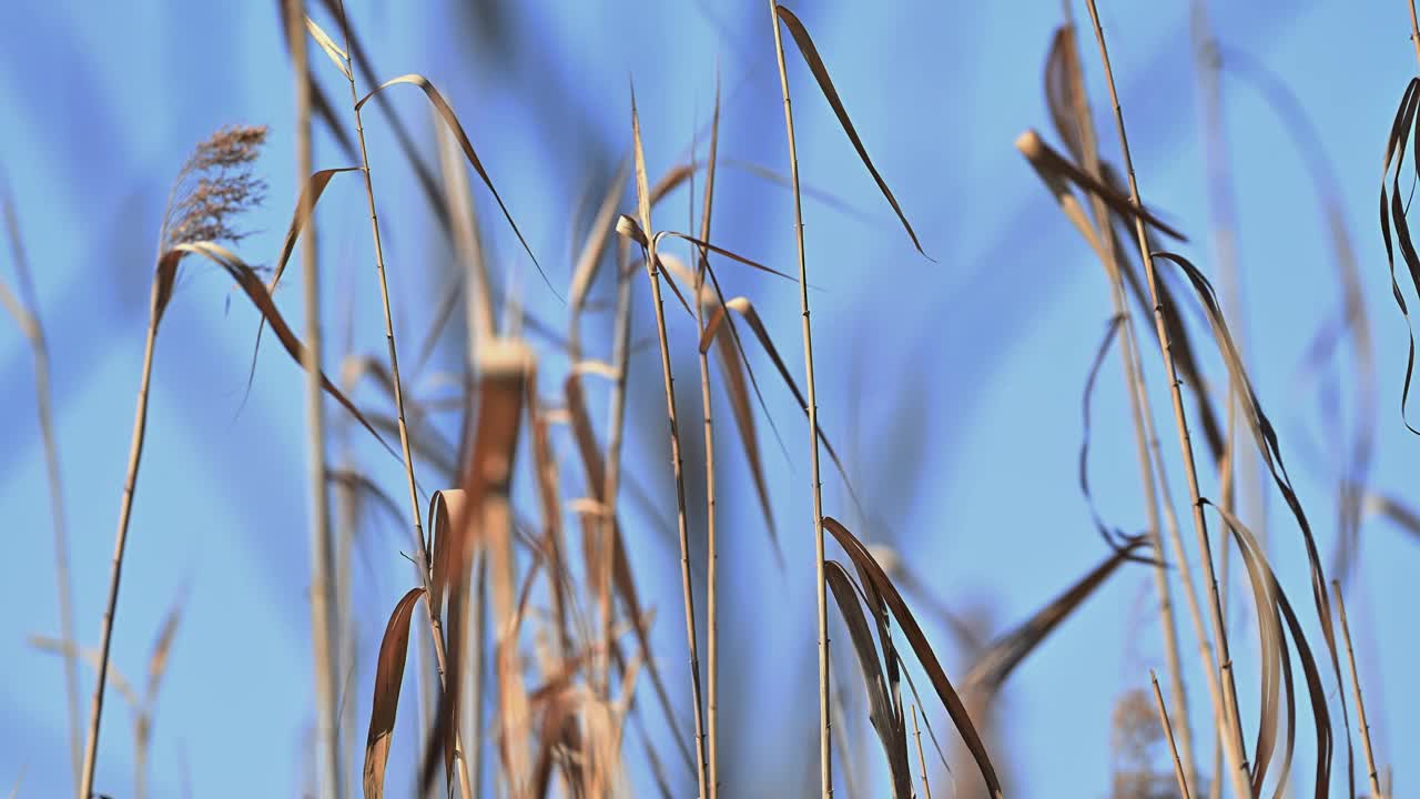 美丽的抽象背景视图与浅景深芦苇草吹在春天视频下载