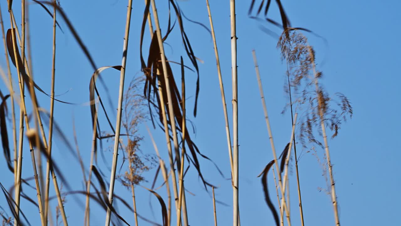 美丽的抽象背景视图与浅景深芦苇草吹在春天视频素材