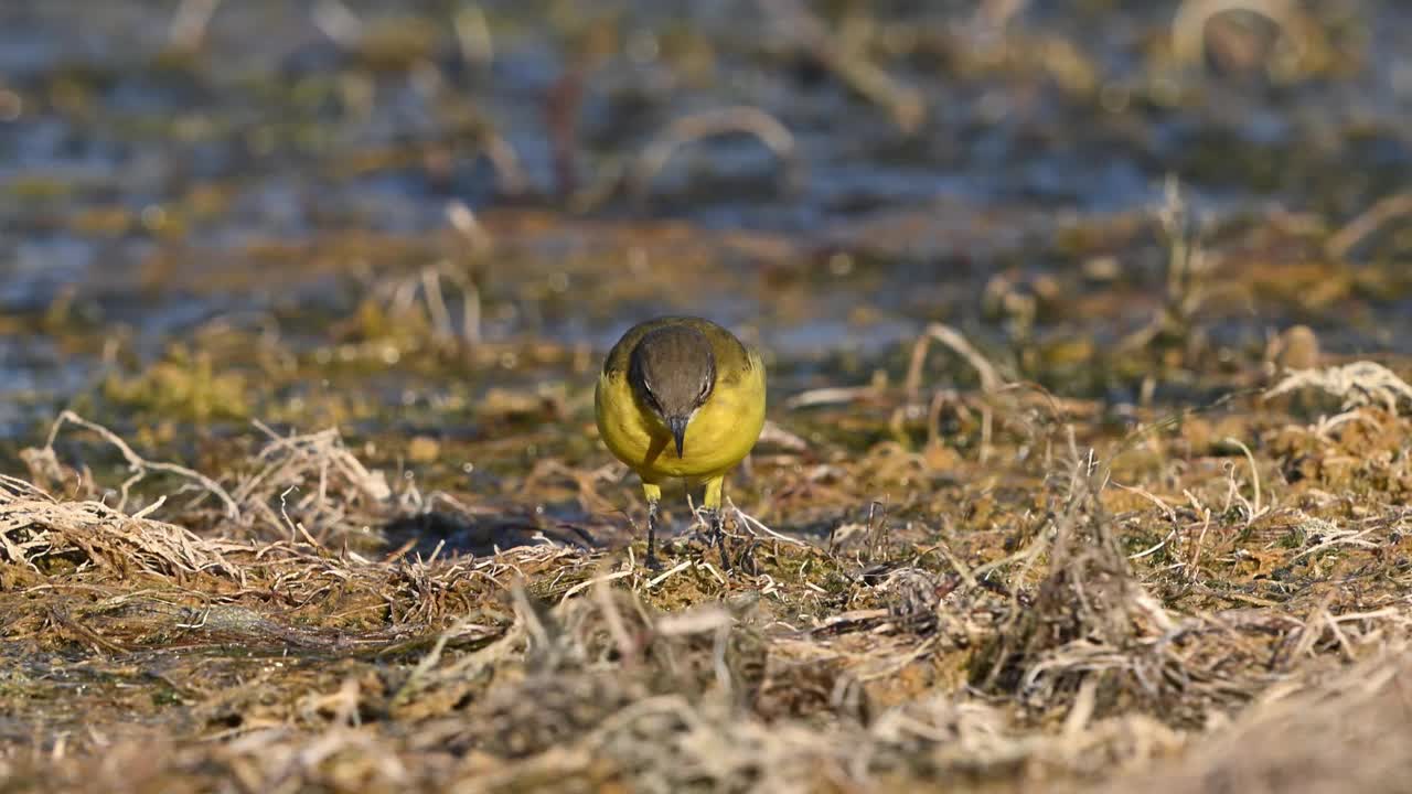 鸟黄色Wagtail Motacilla flava夏季视频素材