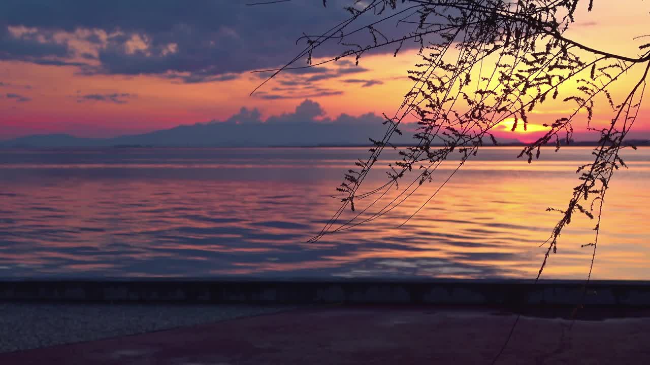 海红晚霞在树枝花蕾后面视频素材