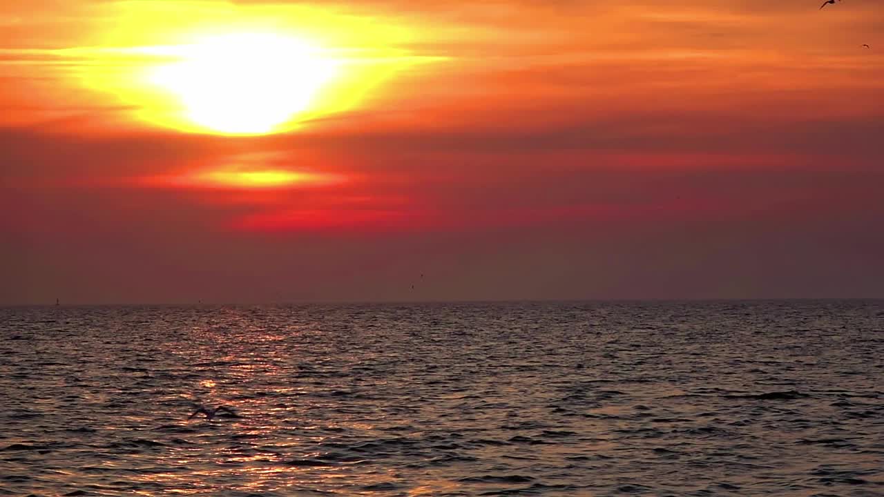 海鸥在海上壮丽的日落中飞翔视频下载