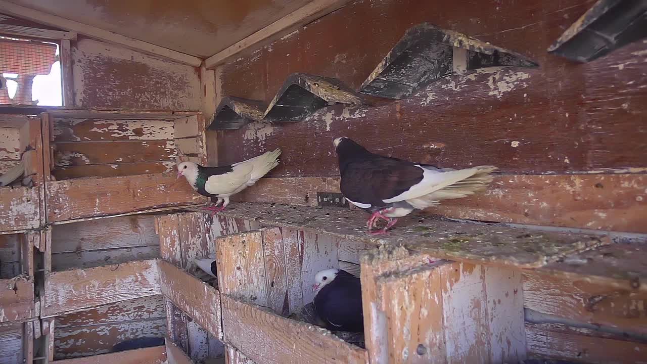 鸽舍内家鸽的生活安排视频下载