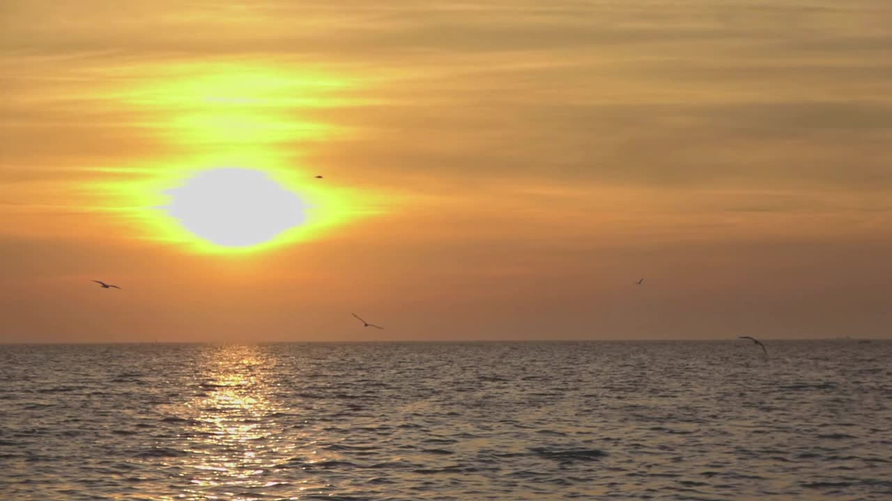 橙色的日落和海鸥飞翔橙色的日落和海鸥在海洋中飞翔视频素材