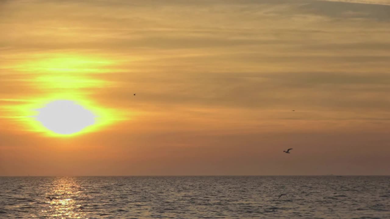 橙色的日落和海鸥在海洋中飞翔视频素材