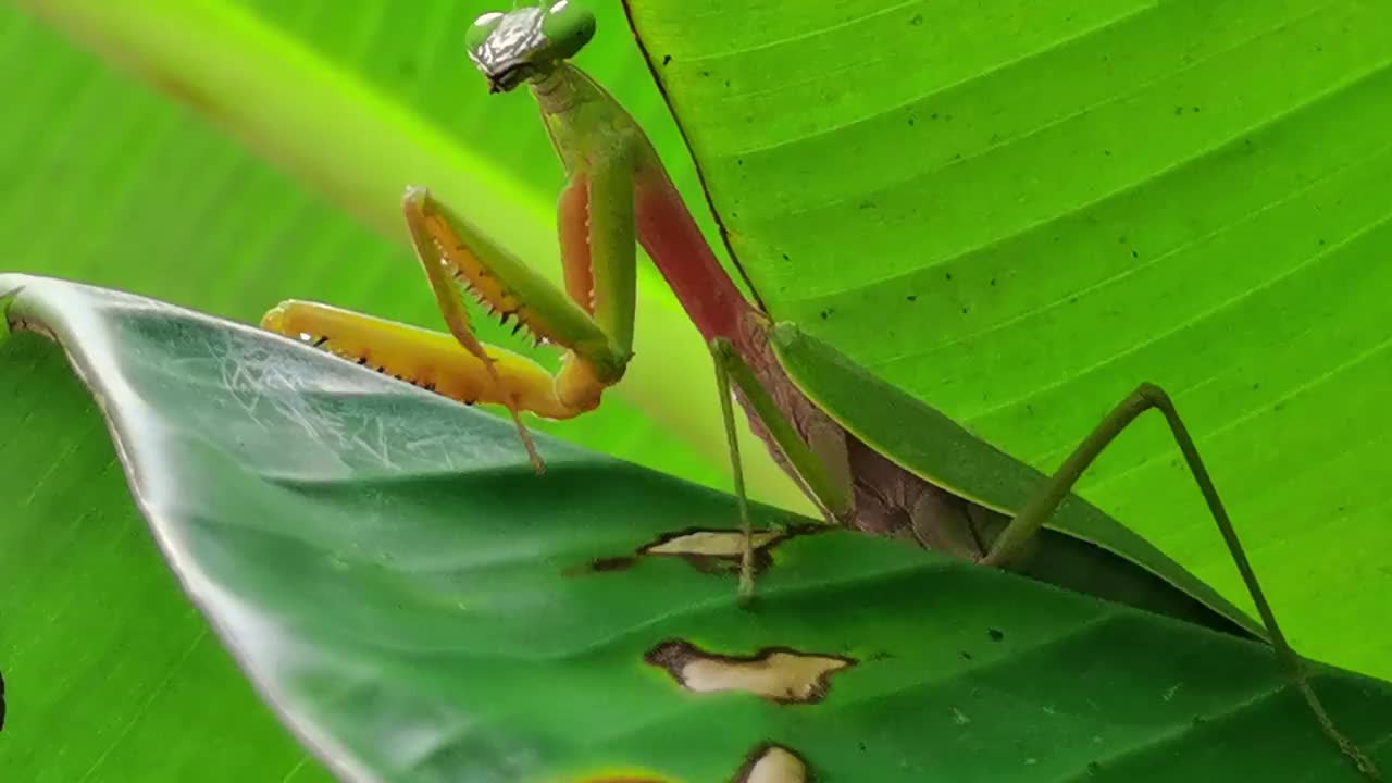 动物和野生动物视频素材