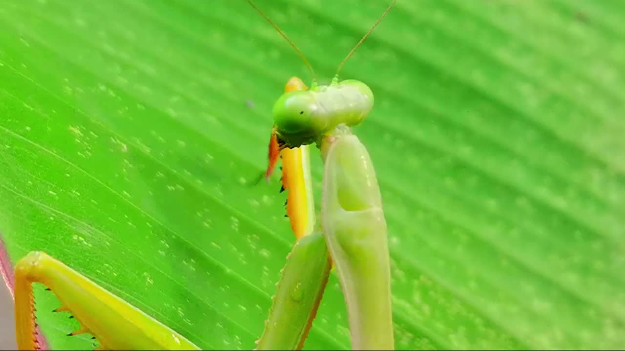 动物和野生动物视频下载