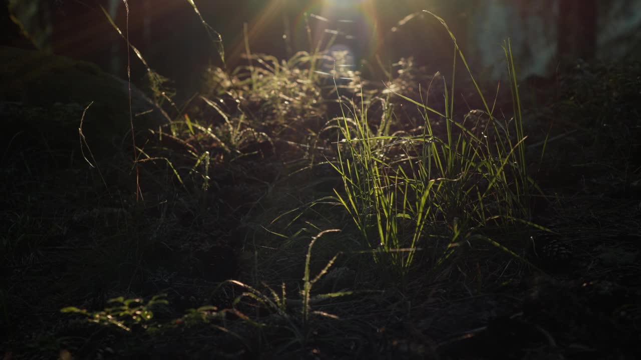 自然细节在松林与金色的阳光。视频下载