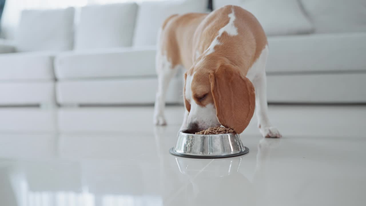 一只可爱的小猎犬小狗在房子地板上的碗里吃东西。萌宠概念视频下载