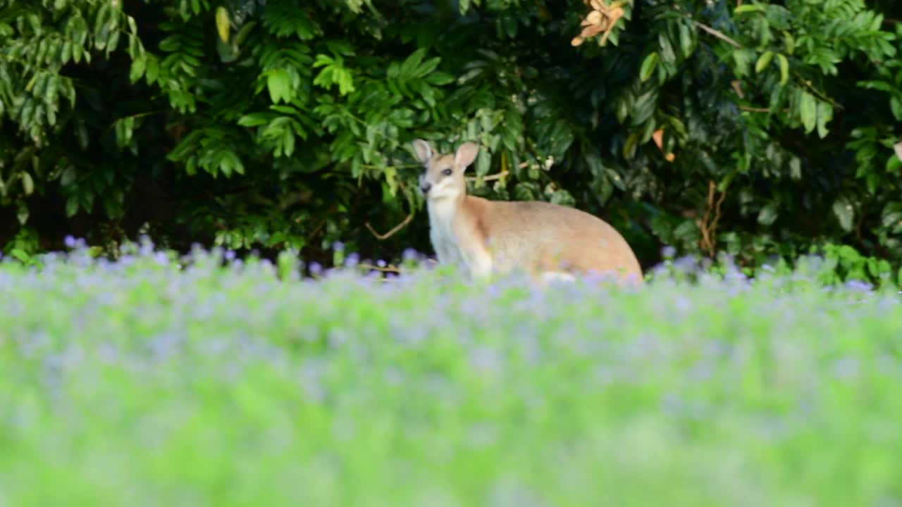 野生小袋鼠视频下载