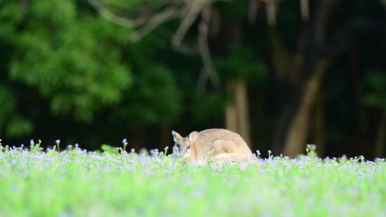 野生小袋鼠视频下载