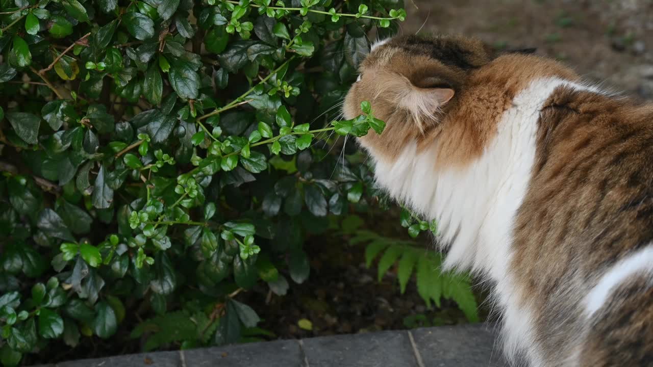 波斯猫在花园里吃草。猫吃草是为了缓解胃部不适。视频下载