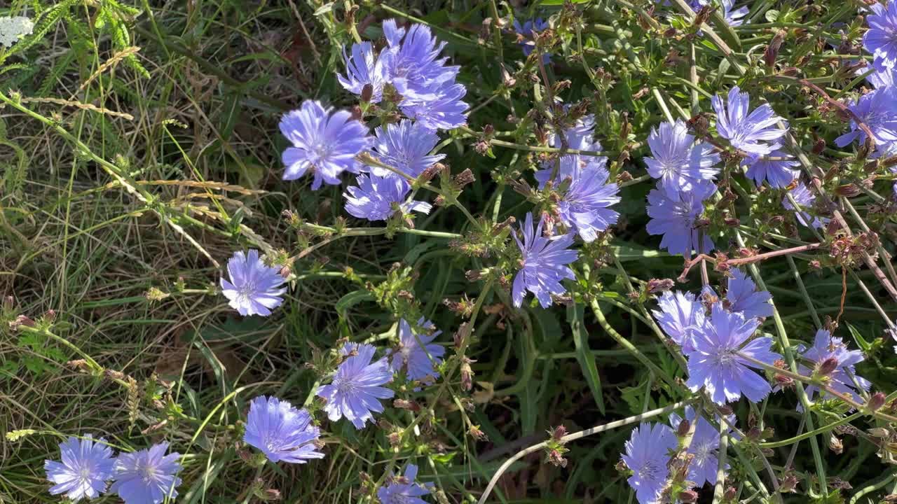 Сhicory有花的灌木在阳光明媚的日子里挨着混凝土补丁视频下载