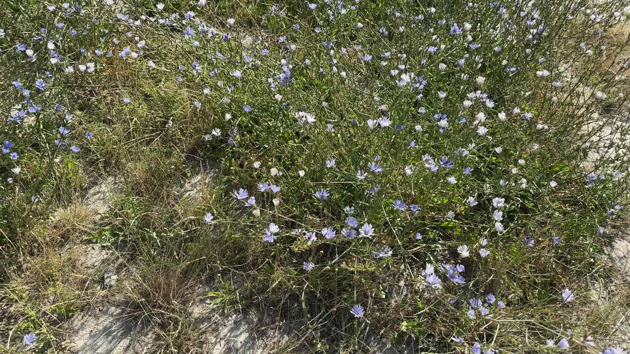 在阳光明媚的日子里，路边长满了菊苣花视频下载