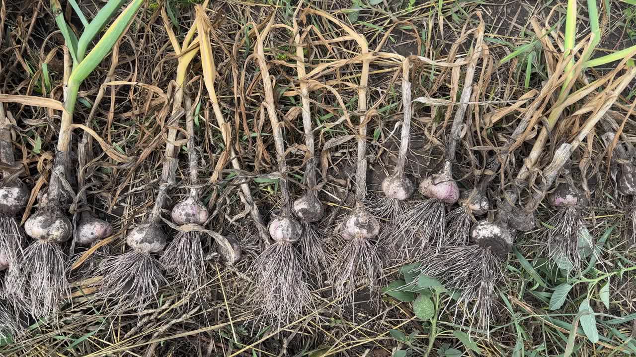 刚收获的大蒜躺在地上的田地，俯视图视频下载