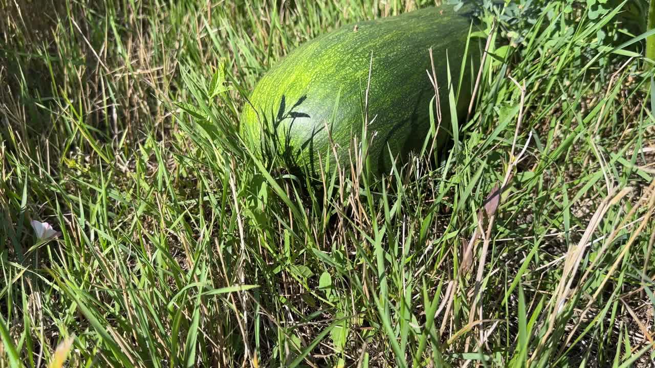 阳光明媚的日子里，草地上的绿南瓜视频下载