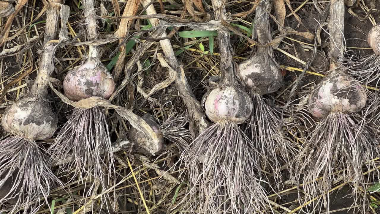 刚收获的大蒜躺在地上的田地，俯视图视频下载