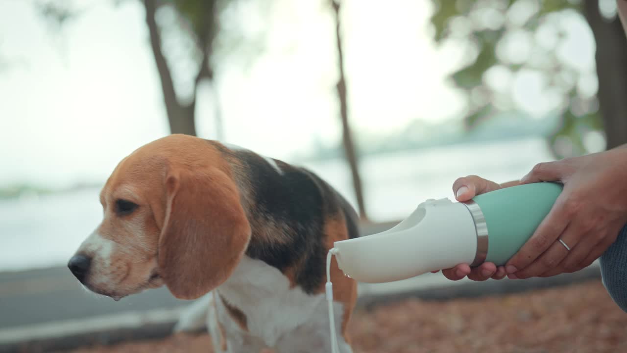 比格犬在公园用塑料瓶喝水。狗从便携式饮水器中学习喝水，狗训练后解渴。宠物产品概念视频下载