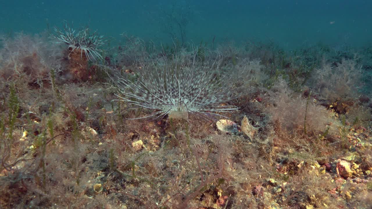 海洋生物——深海海底的海葵视频下载