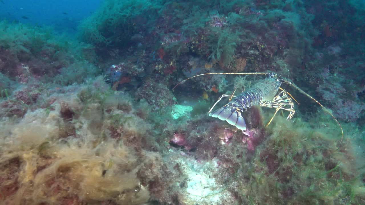 海洋生物——龙虾在深海海底行走视频下载